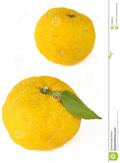 Citrus junos